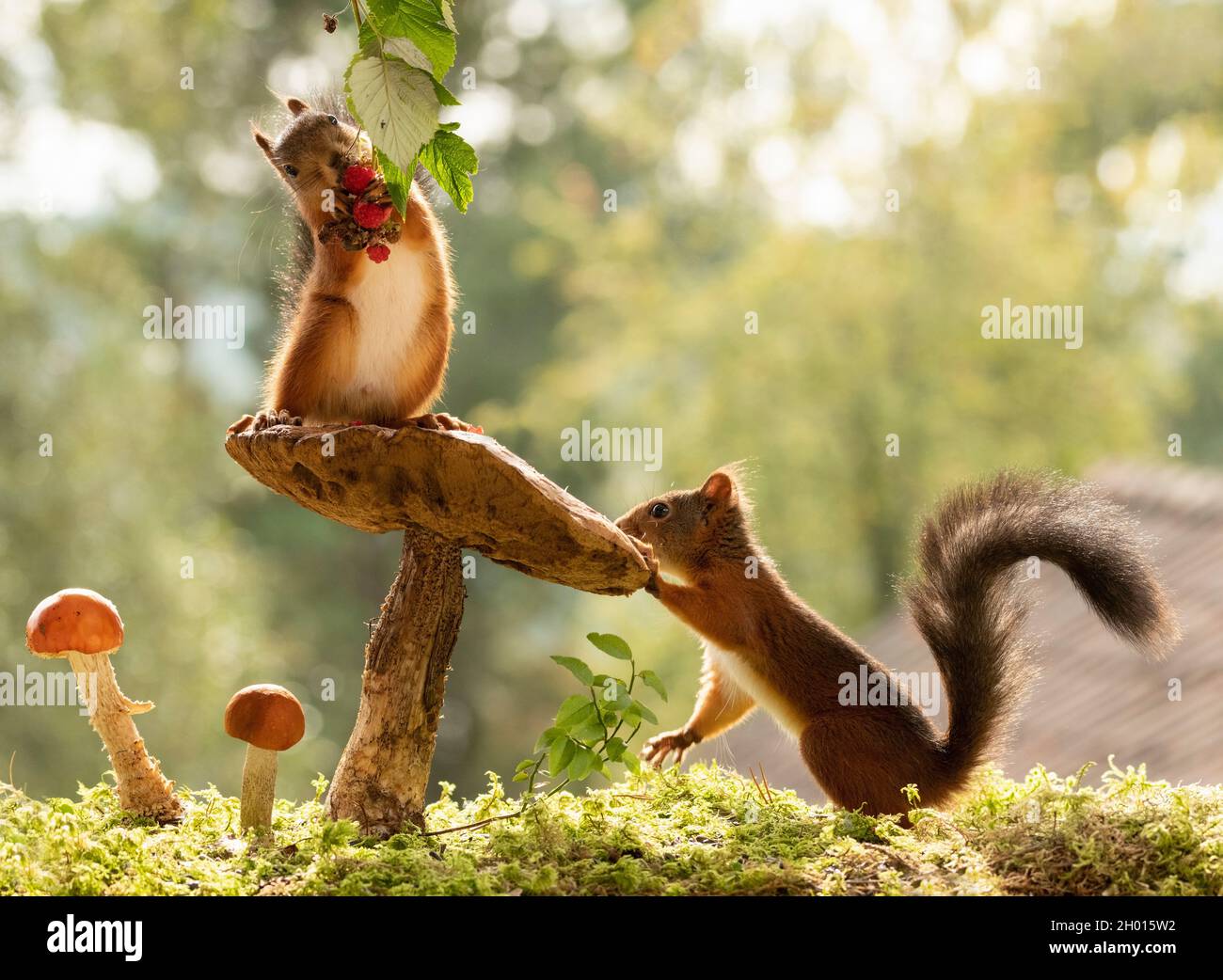 Red squirrel is eating a raspberry hires stock photography and images