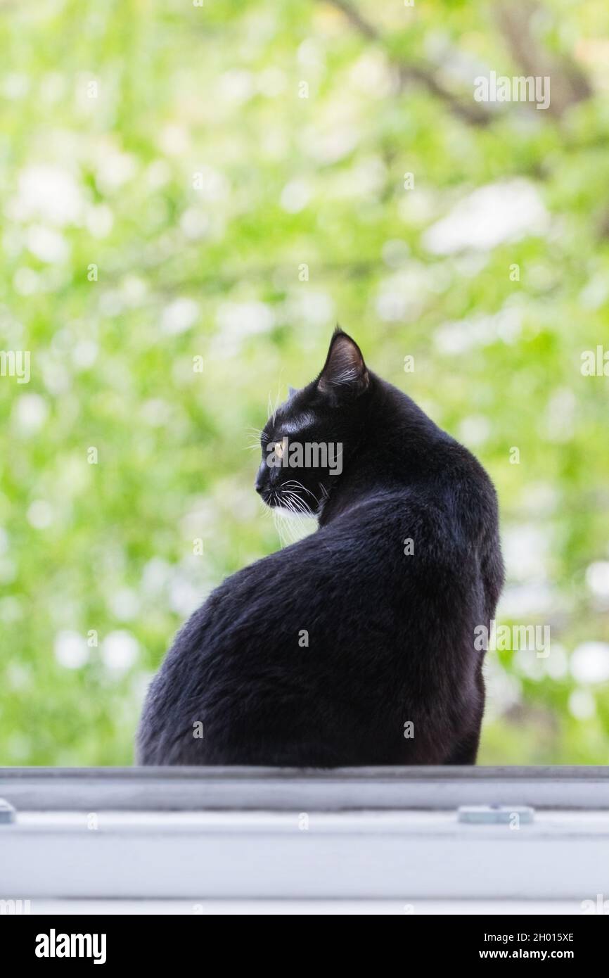 Black cat outside hires stock photography and images Alamy