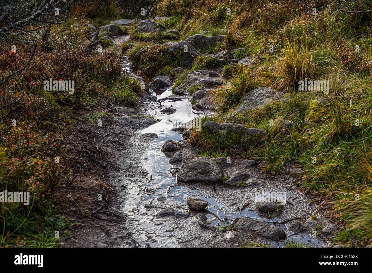 Forest landscape with rapid shallow stream with crystal clear