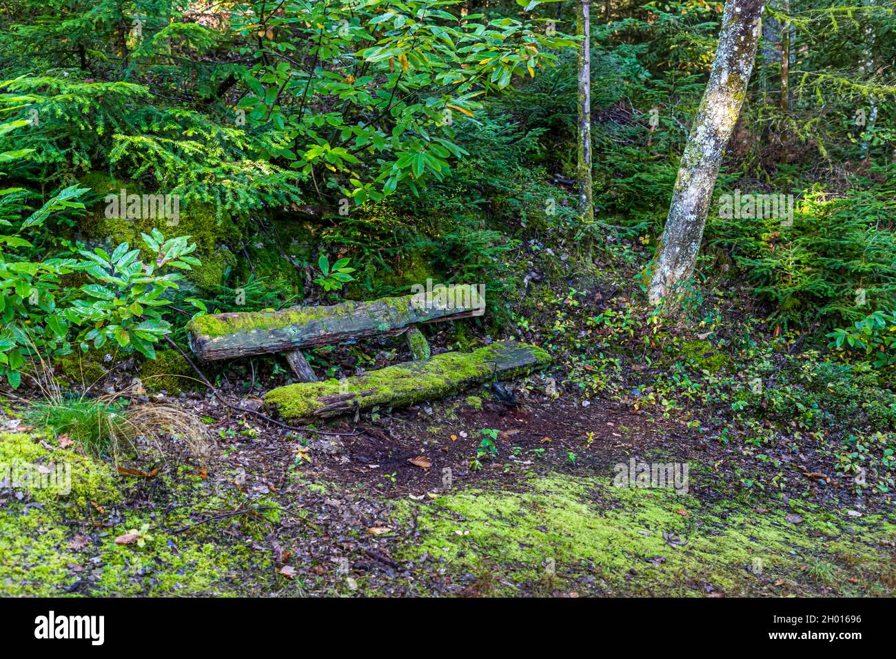 Rotten bench in the forest of Guebwiller, France Stock Photo
