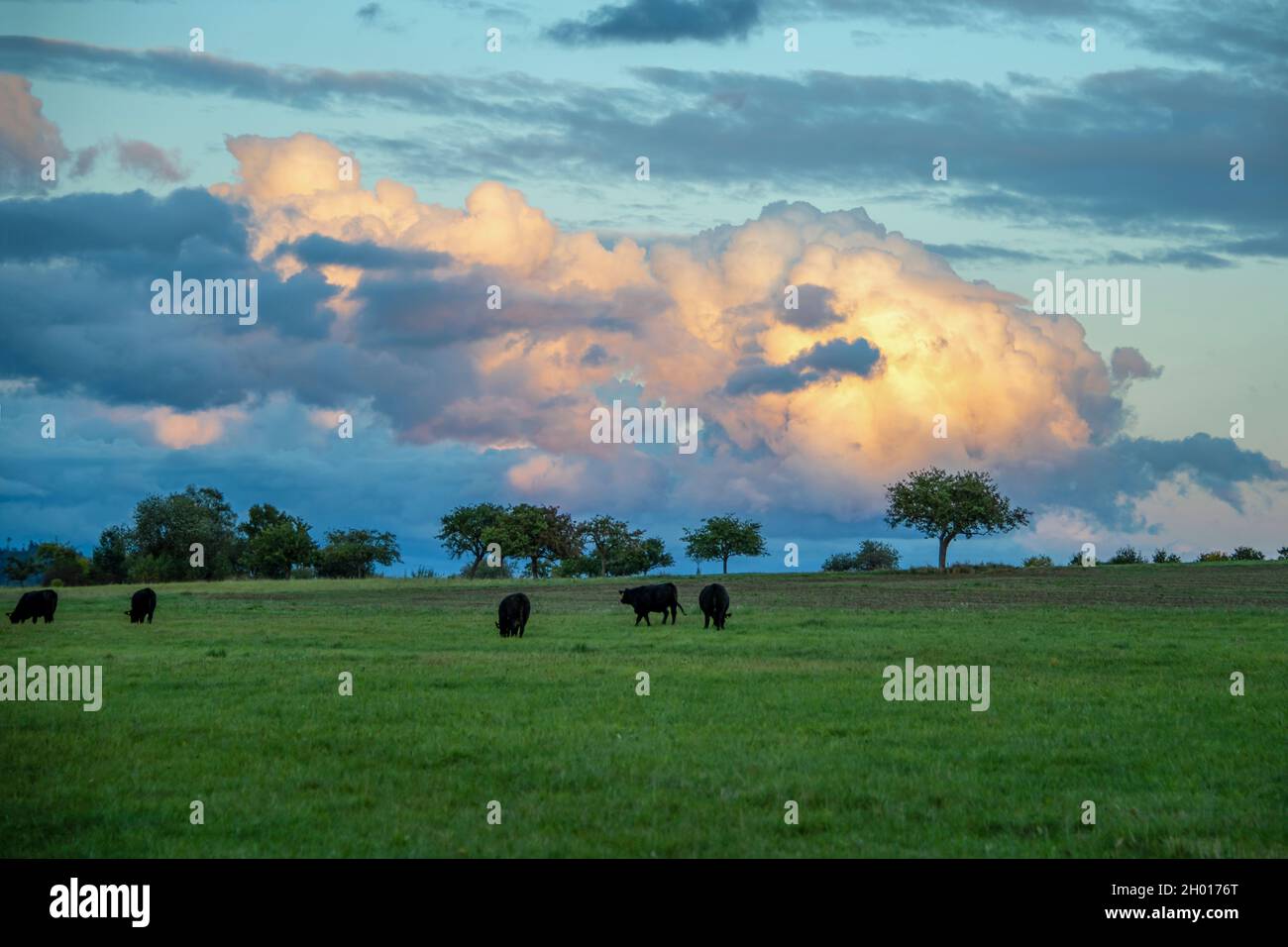 Green fields and black cows in the afternoon under the colorful cloudy sky Stock Photo