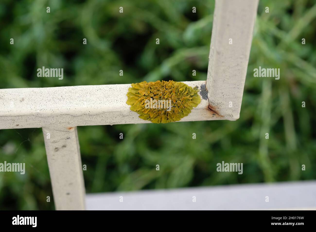 Fungus on a metal fence in the yard. Schimmelpilz on an iron surface. Fight mold on smooth surfaces. Stock Photo