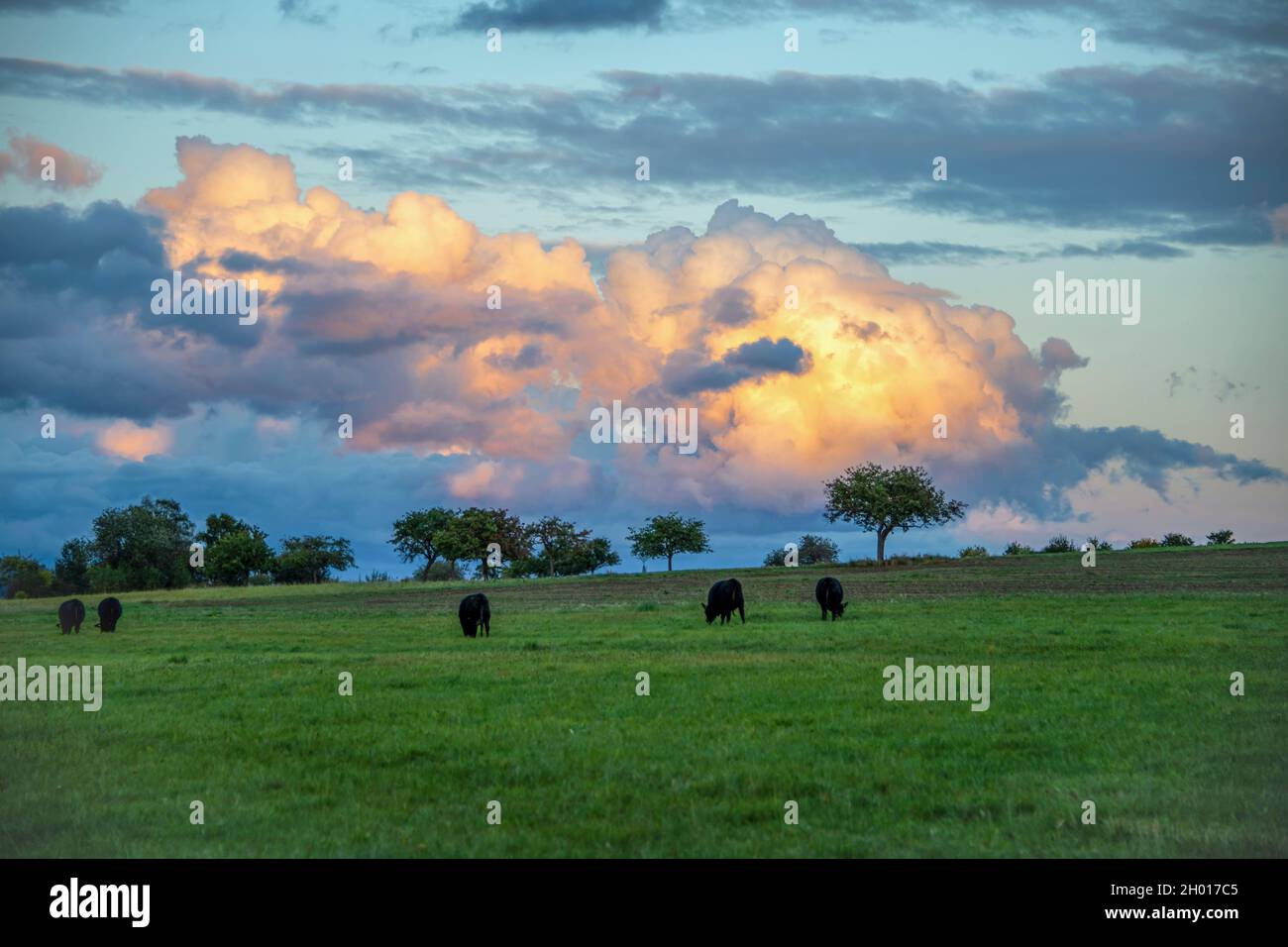 Green fields and black cows in the afternoon under the colorful cloudy sky Stock Photo