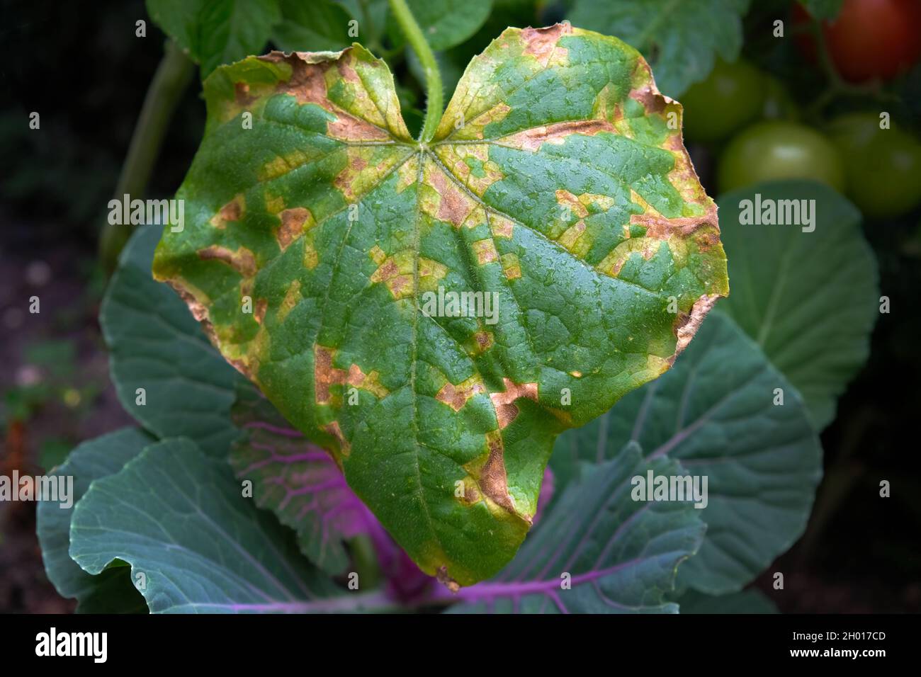 Yellow spots on the leaves of cucumbers. Diseases of the cucumber plant in the open field. A green cucumber leaf with yellow spots and dry patches. Stock Photo