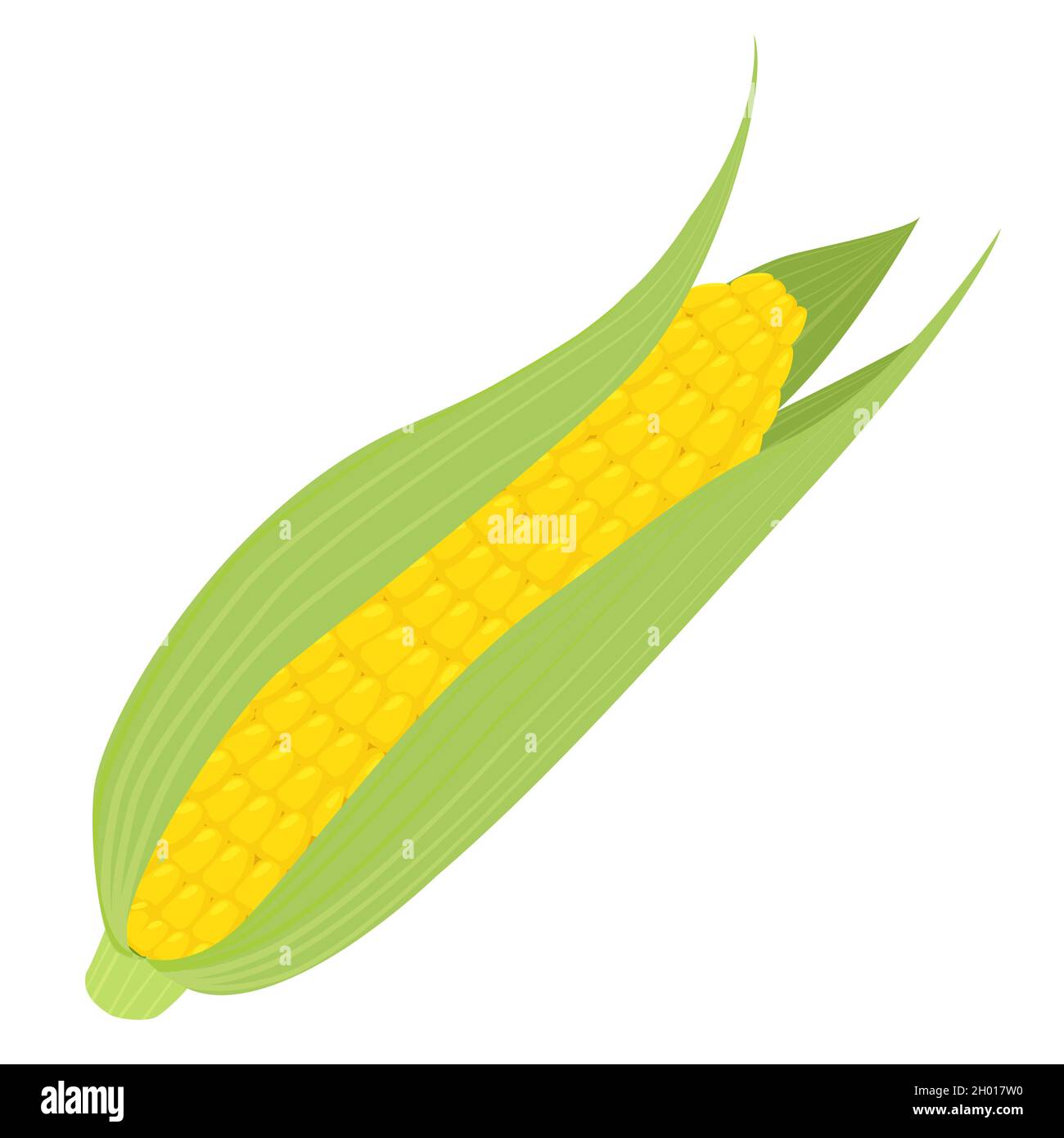 Ripe sweet corn Stock Vector Images Alamy