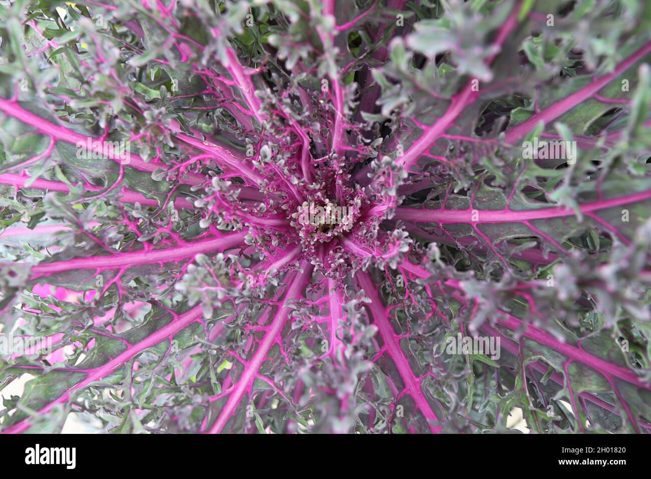 Ornamental cabbage winter hi-res stock photography and images - Alamy