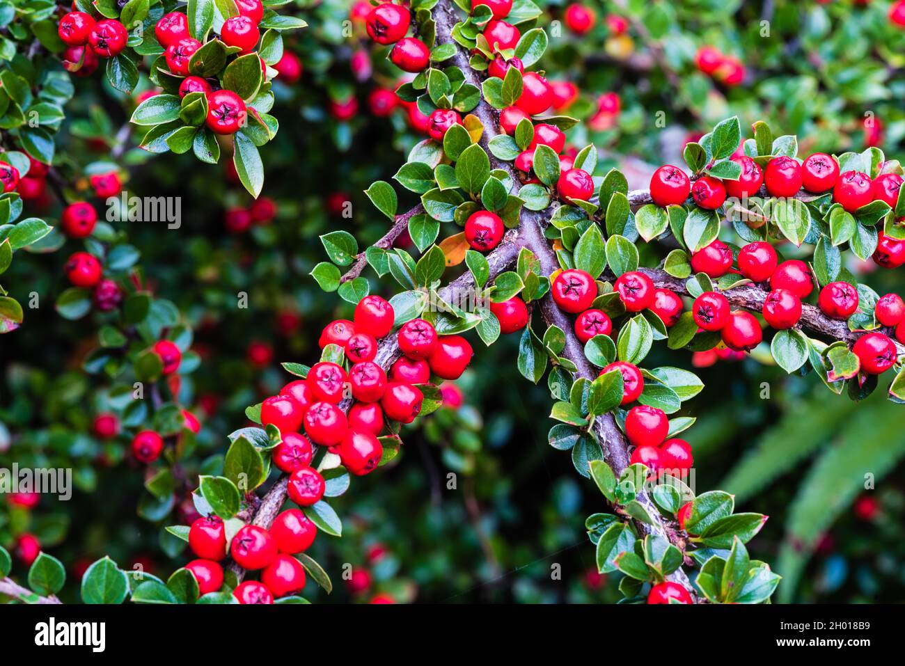 Cotoneaster growing in a Deven country garden. Stock Photo