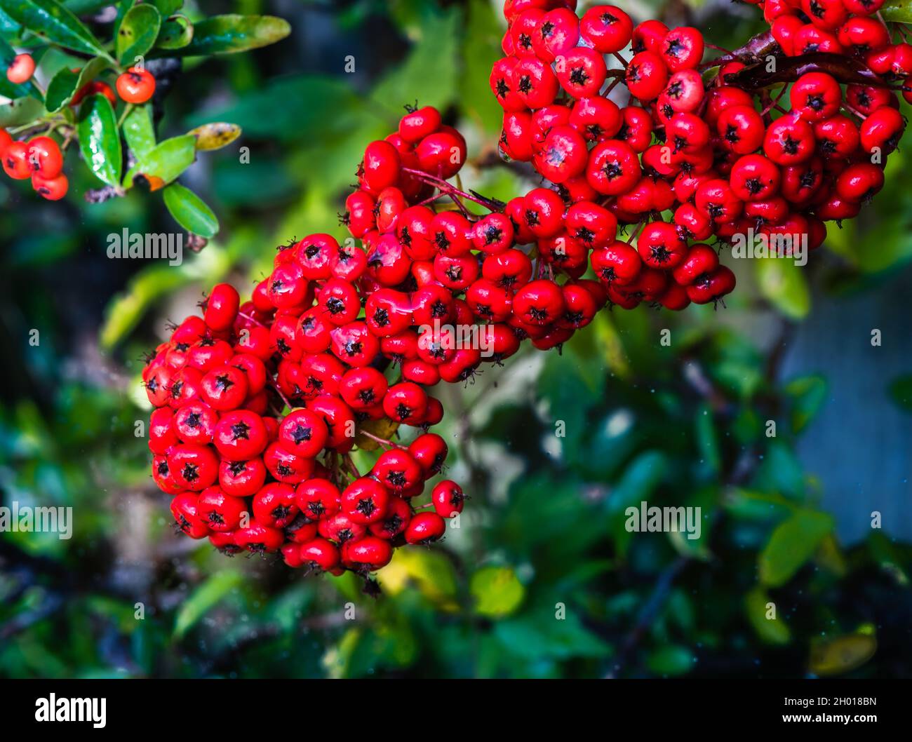 Pyracantha Saphyr Rouge 'Cadrou' or Firethorn growing in a Devon country garden. Stock Photo