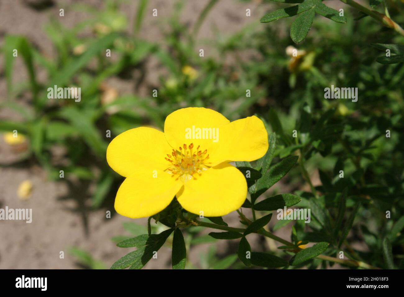 Bright yellow flower of shrubby cinquefoil or golden hardhack or bush cinquefoil or shrubby five-finger or widdy (Dasiphora fruticosa or Potentilla fr Stock Photo