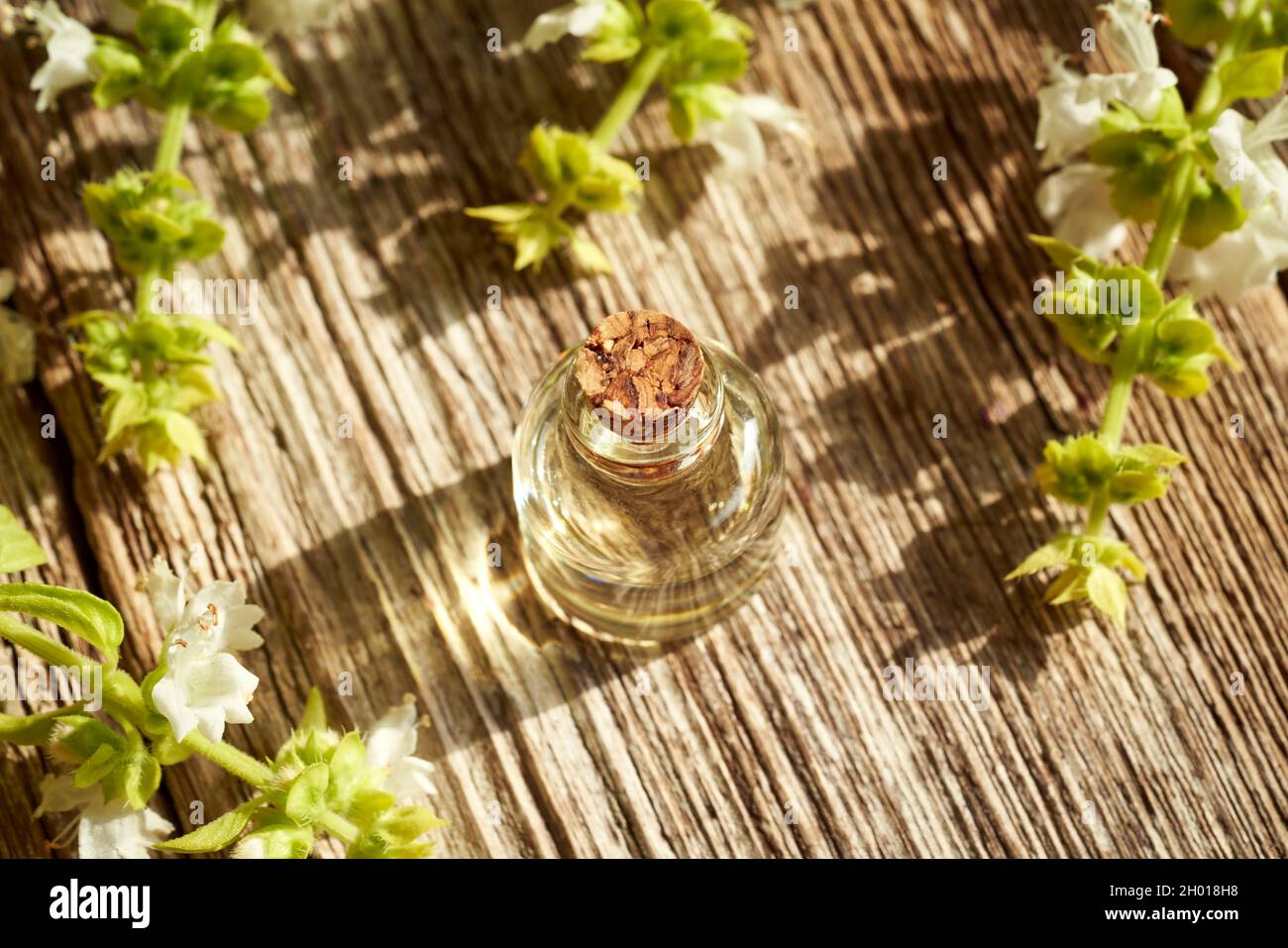 A bottle of aromatherapy essential oil with fresh blooming basil twigs ...