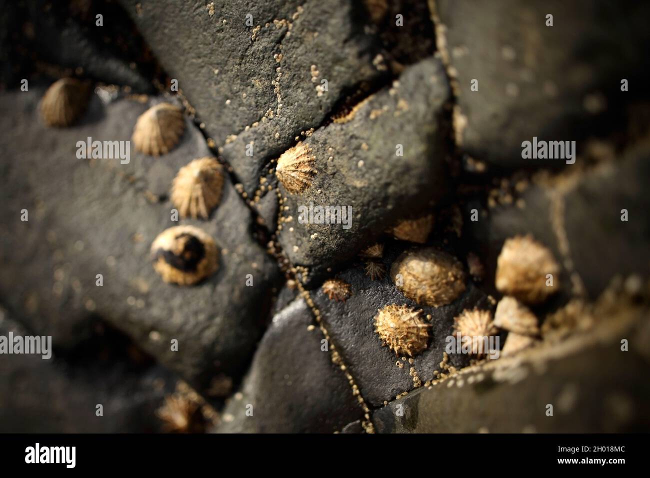 Limpet rock hi-res stock photography and images - Alamy
