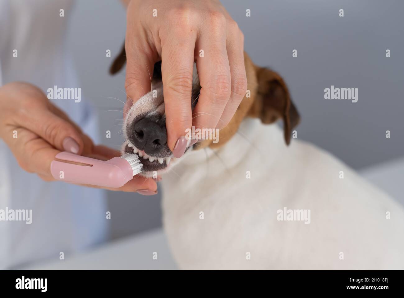Woman veterinarian brushes the teeth of the dog jack russell terrier