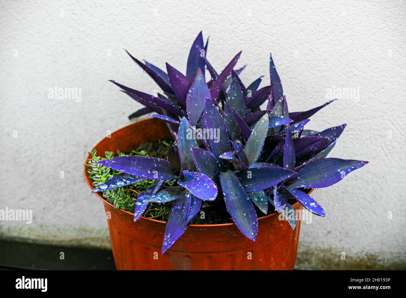 Large pot with purple and blue tradescantia pallida bushes with dew drops on the terrace of an attic Stock Photo