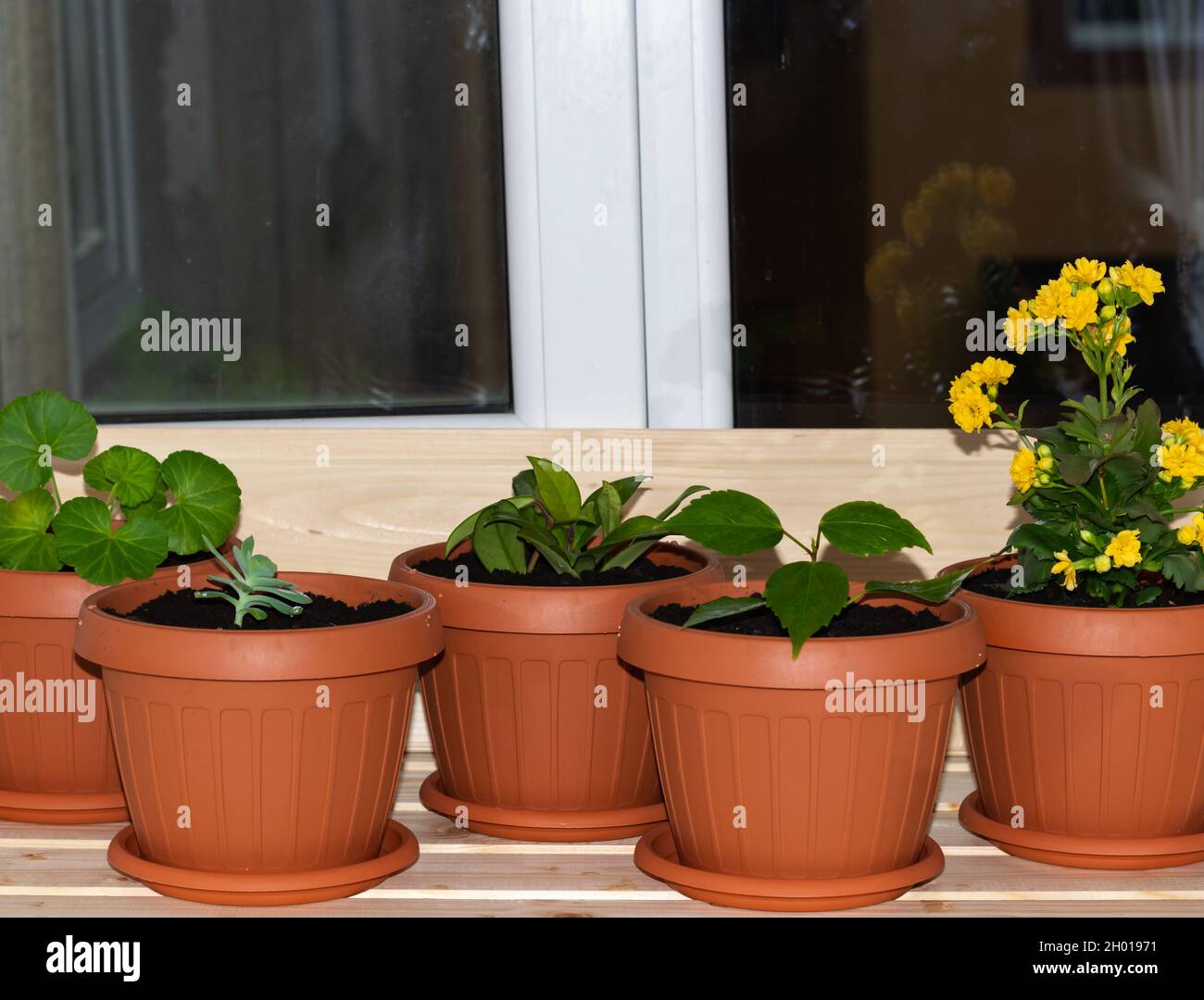 Close-up photo of flower pots freshly planted and placed on the balcony window; the concept of home gardening Stock Photo