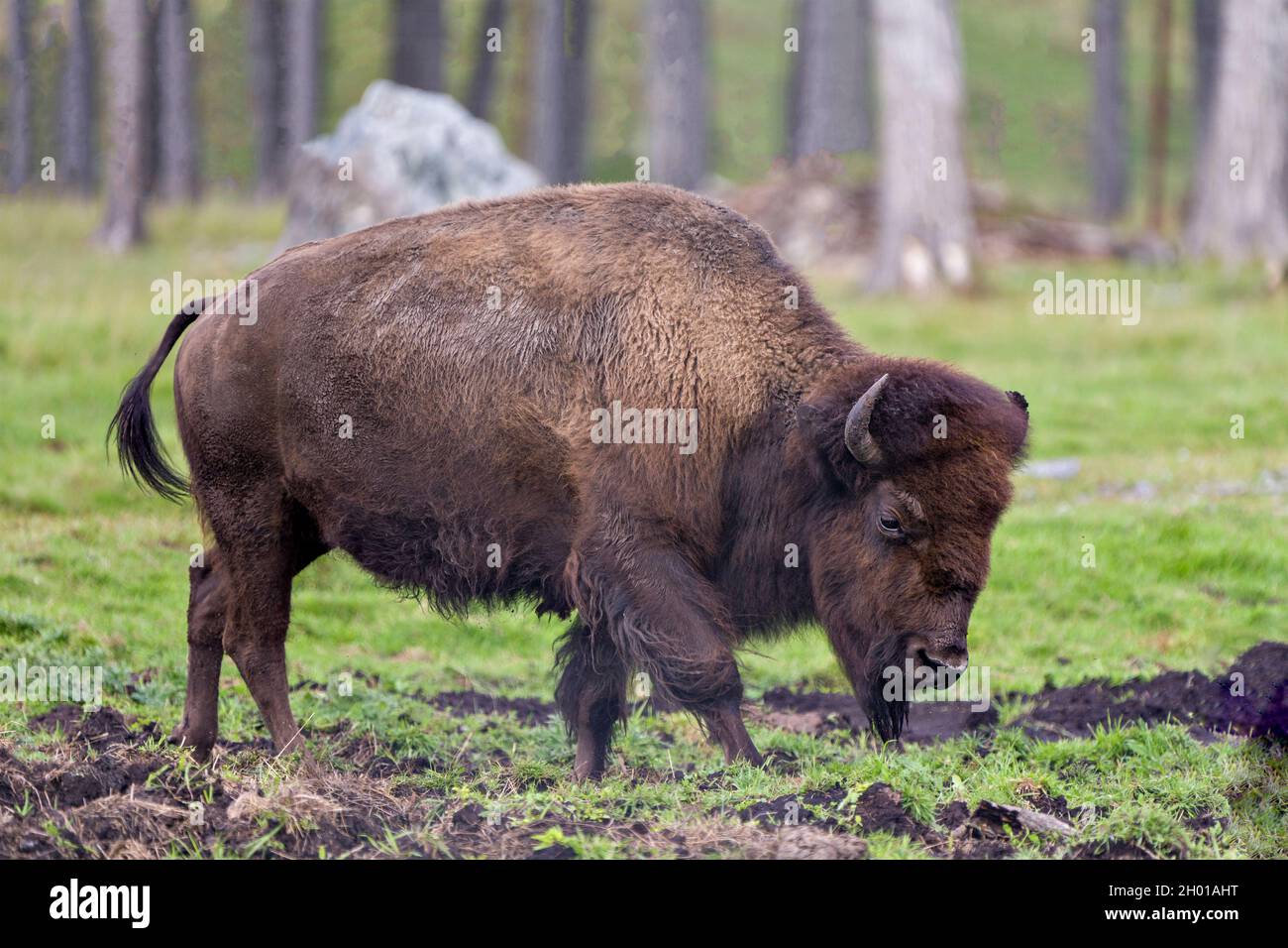 Bison close-up side view walking in the field with a blur forest background displaying large body and horns in its environment and habitat surrounding Stock Photo