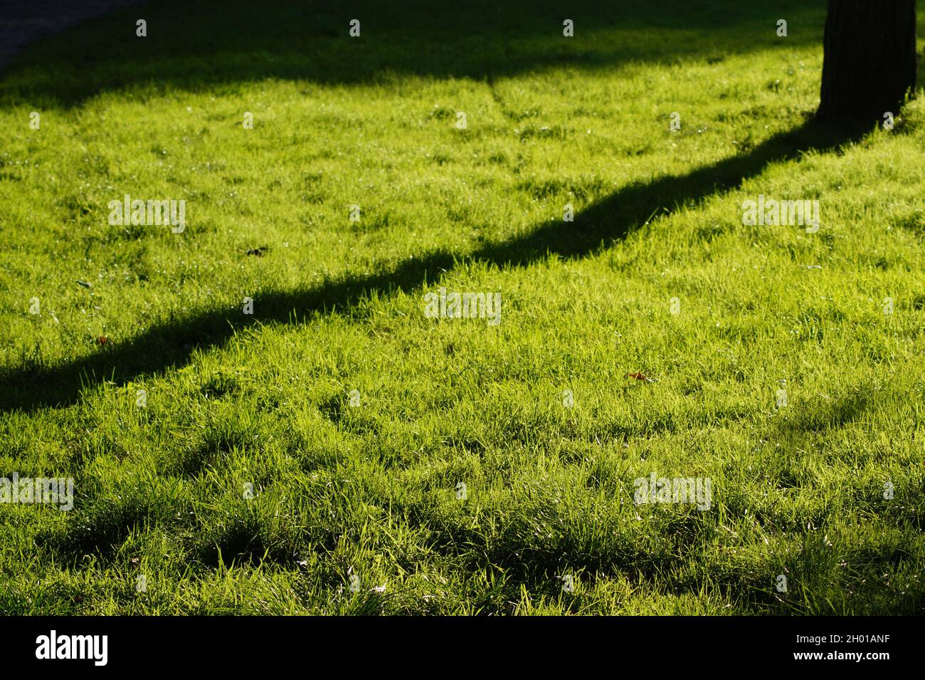 Grüne Wiese Stock Photo