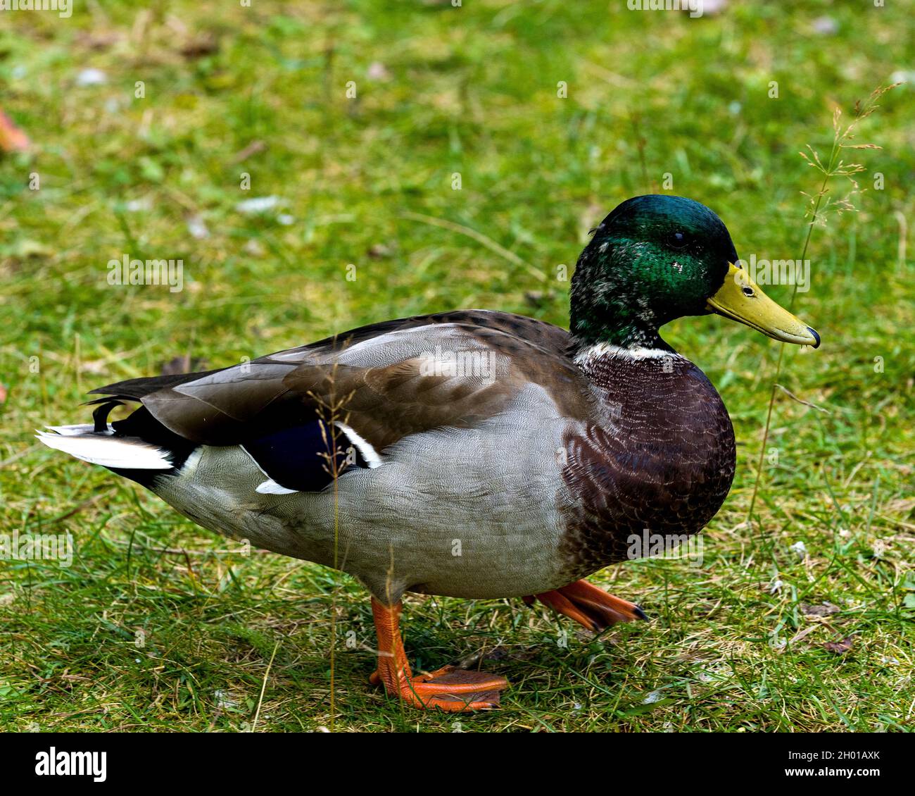 Mallard duck walking on grass with a side view displaying its beautiful plumage and yellow feet in its environment and habitat surrounding. Stock Photo