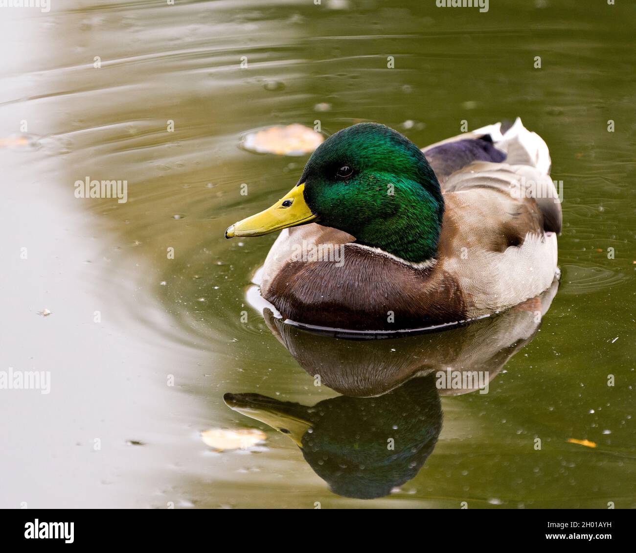 Mallard duck swimming with a head reflection in the water in its environment and habitat surrounding displaying its beautiful plumage. Stock Photo