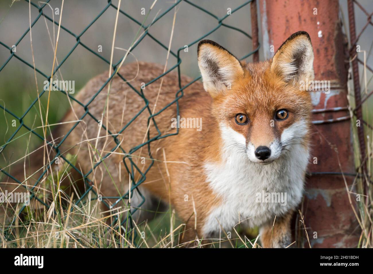 A pretty fox comes through a hole in the fence Stock Photo Alamy