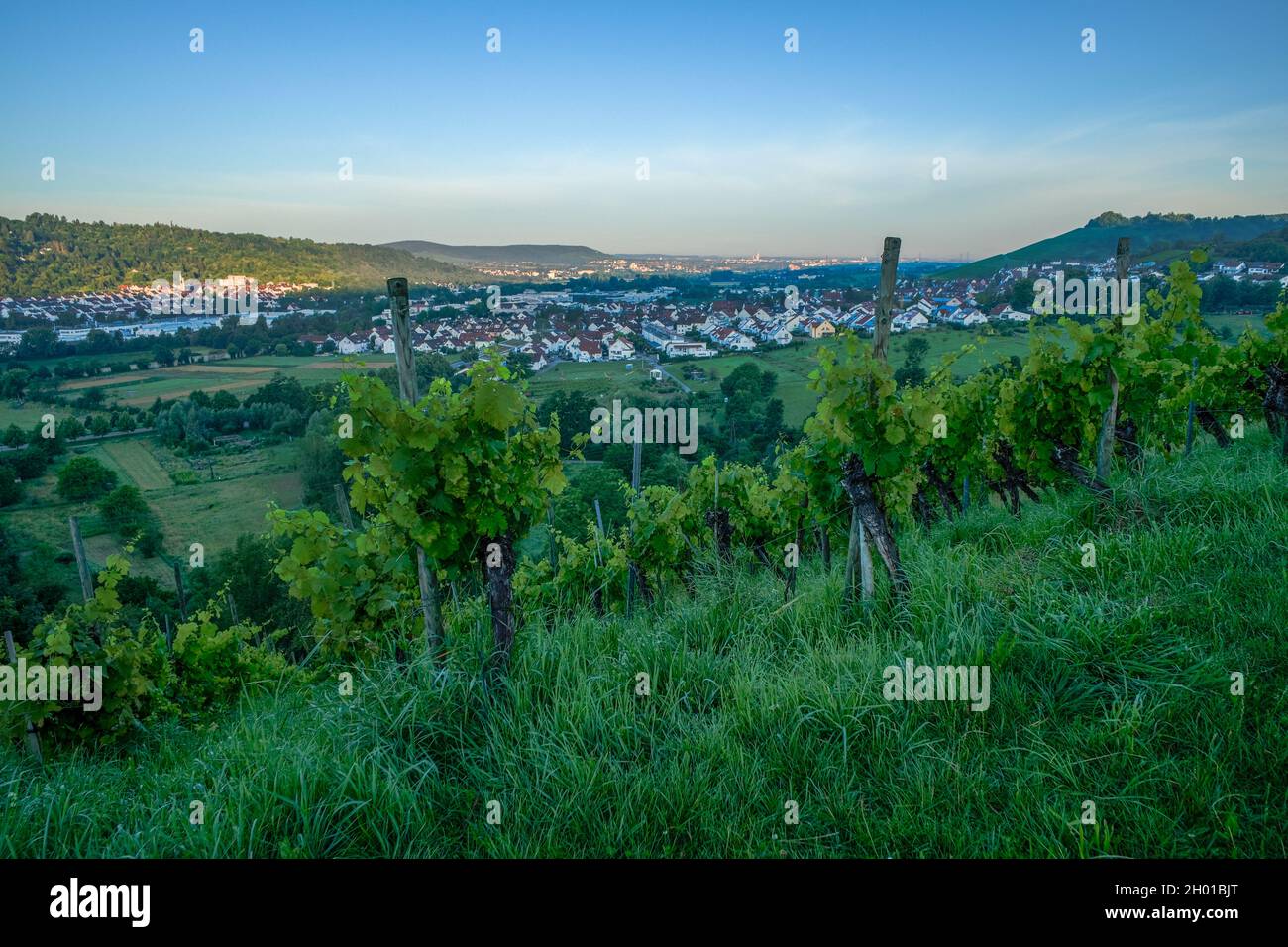 A close up shot of a German vineyard landscape in the Remstal valley dawn scene Stock Photo