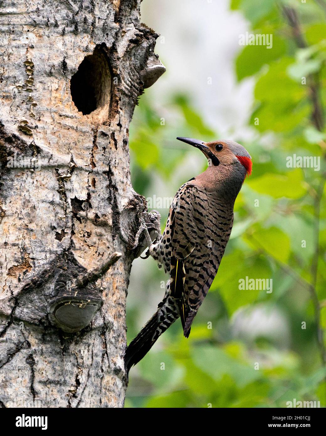 Northern Flicker bird close-up view creeping on tree by its nest cavity entrance, in its environment and habitat surrounding during bird season mating Stock Photo