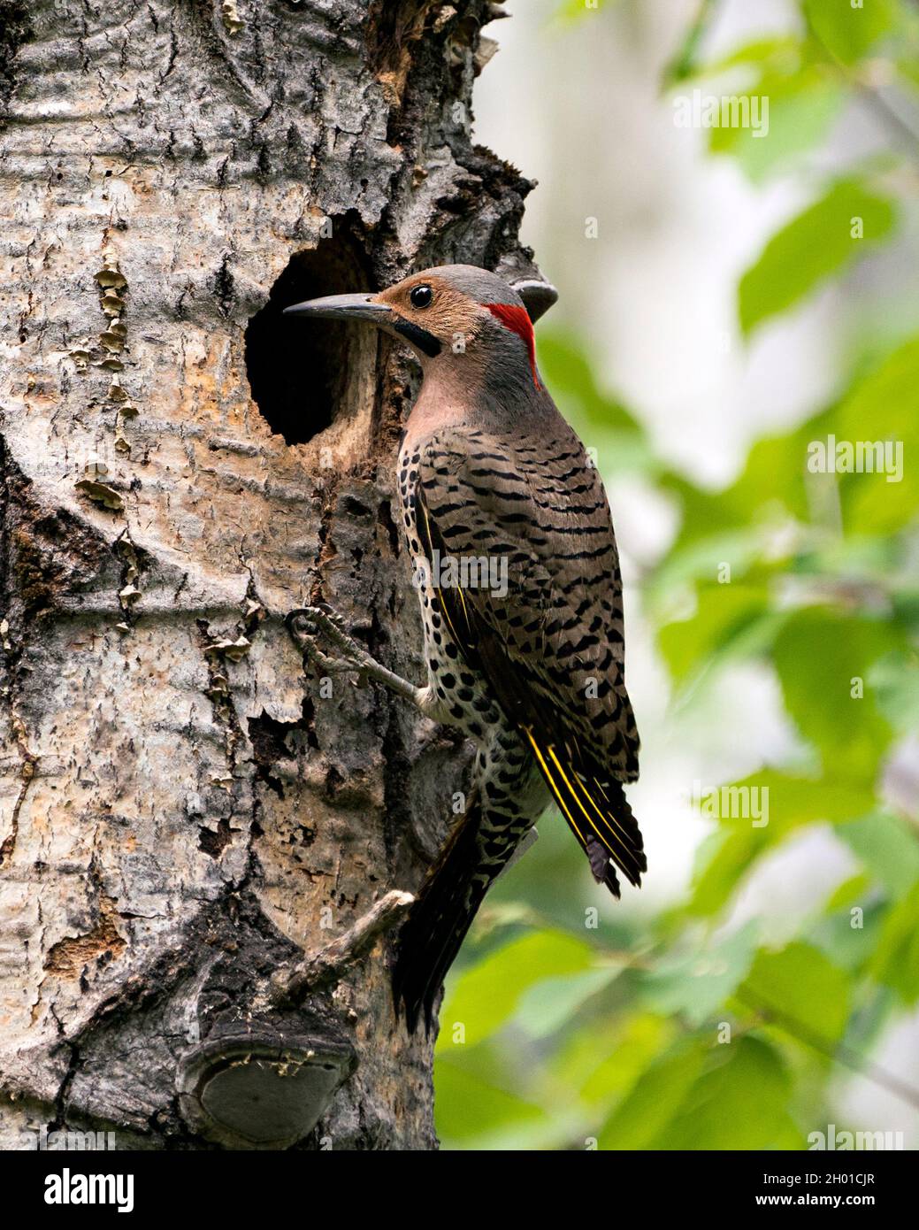 Northern Flicker male bird close-up view looking in its cavity nest entrance, in its environment and habitat surrounding during bird season mating. Stock Photo
