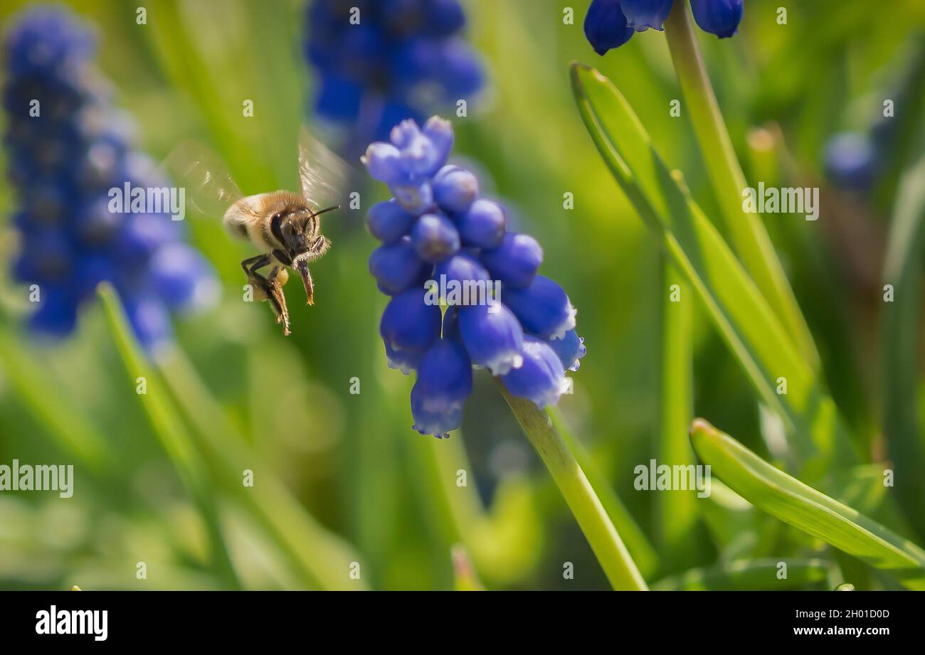 Flying Grape Insects Hyaninth hi-res stock photography and images - Alamy