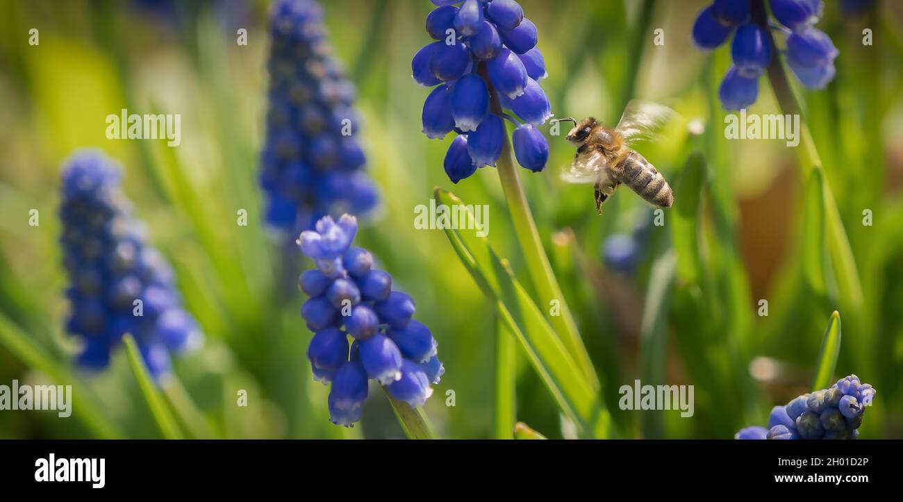 Flying Grape Insects bee flying insects wildlife closeup grape hyaninth ecology environment ...