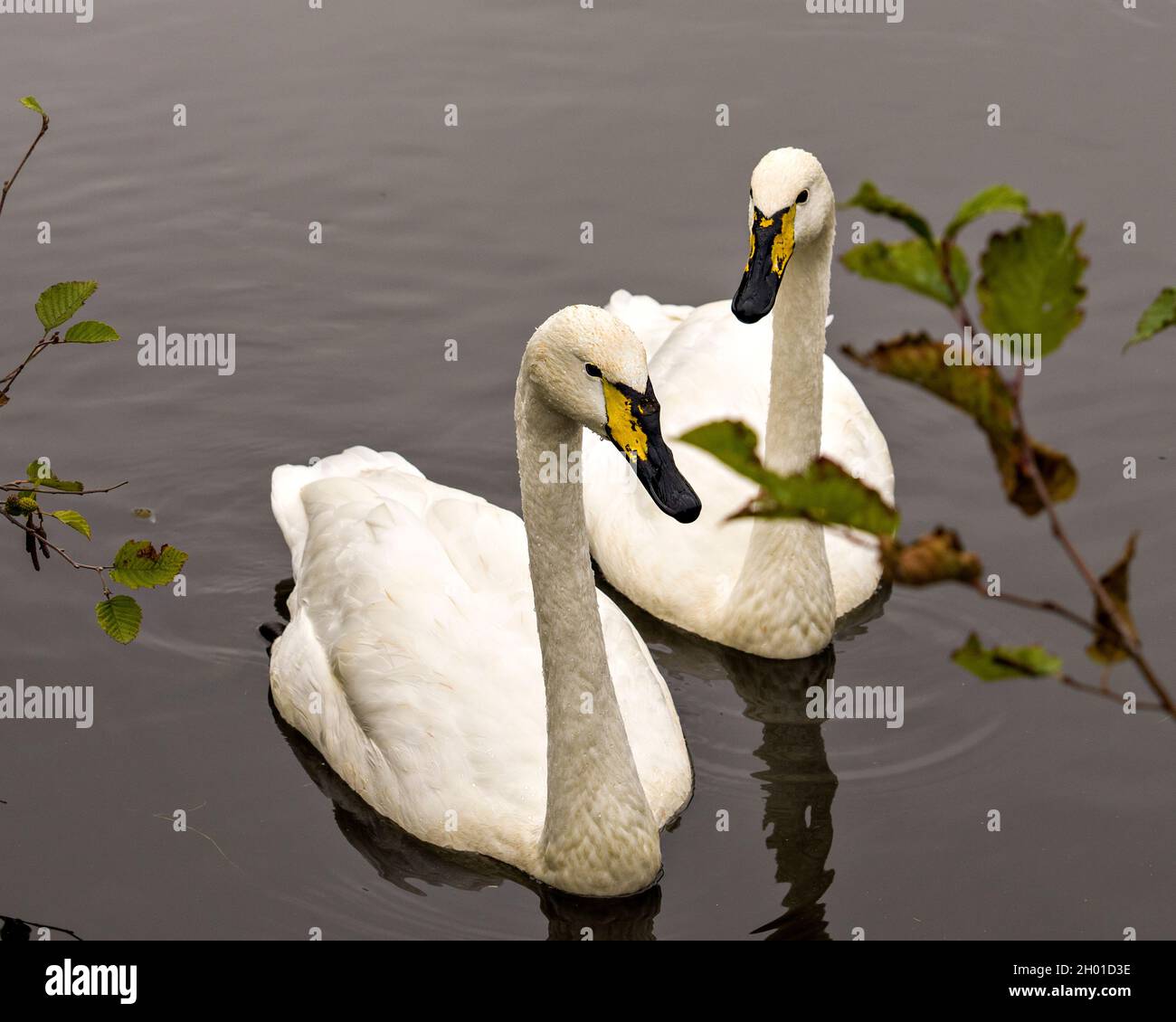 Tundra Swan couple swimming side by side with branches foreground in their environment and habitat surrounding, Swan Stock Photo and Image. Picture. Stock Photo