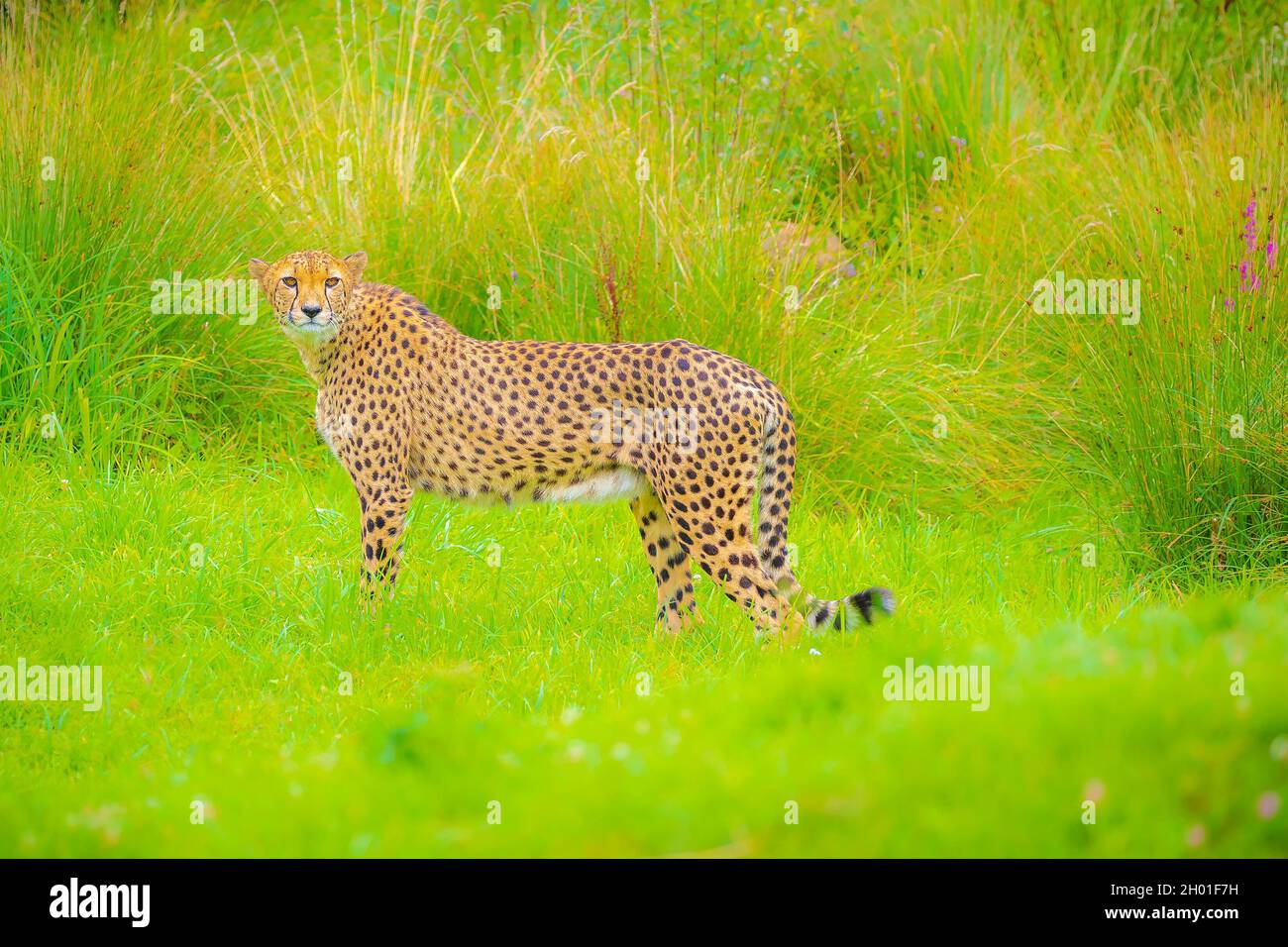 Savannah cat animal hi-res stock photography and images - Alamy