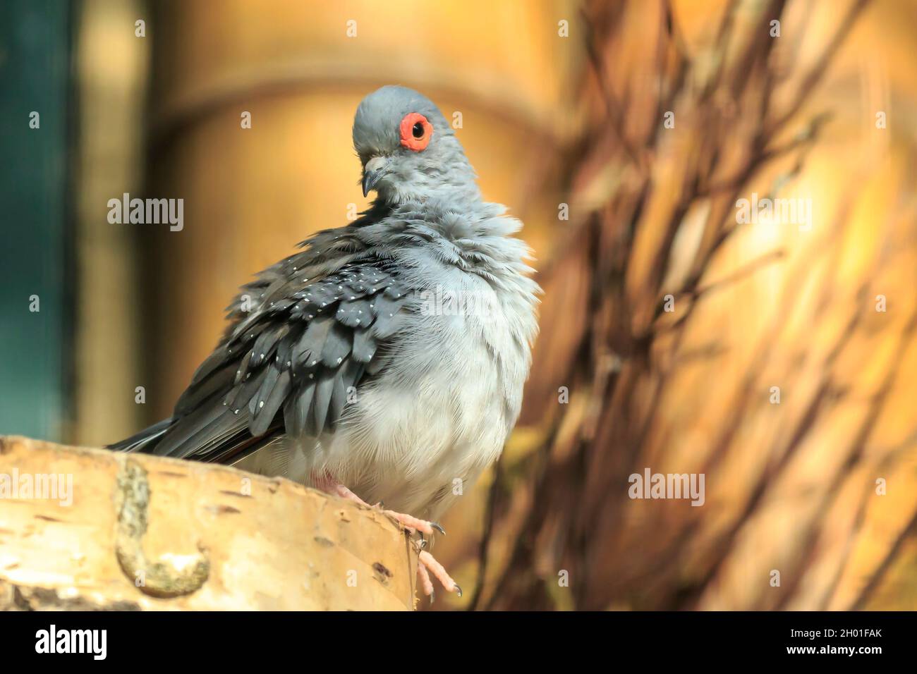 Closeup of a diamond dove, Geopelia cuneata, is a resident bird in Australia. Stock Photo