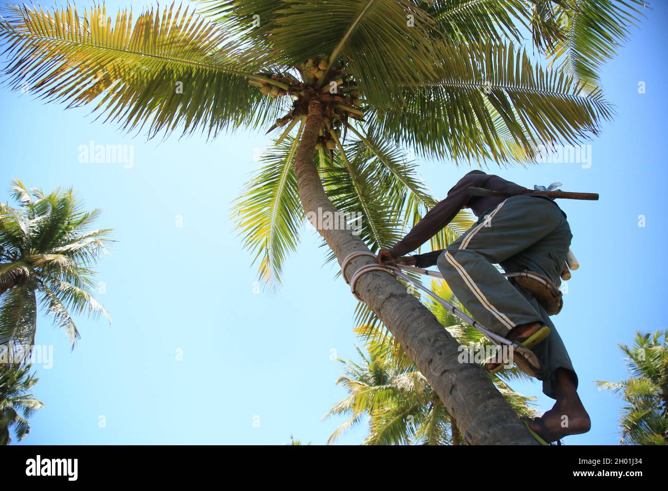 conde, bahia, brazil - october 9, 2021: worker uses harness to climb coconut tree to harvest dry coconut on a plantation in the city of conde, north c Stock Photo