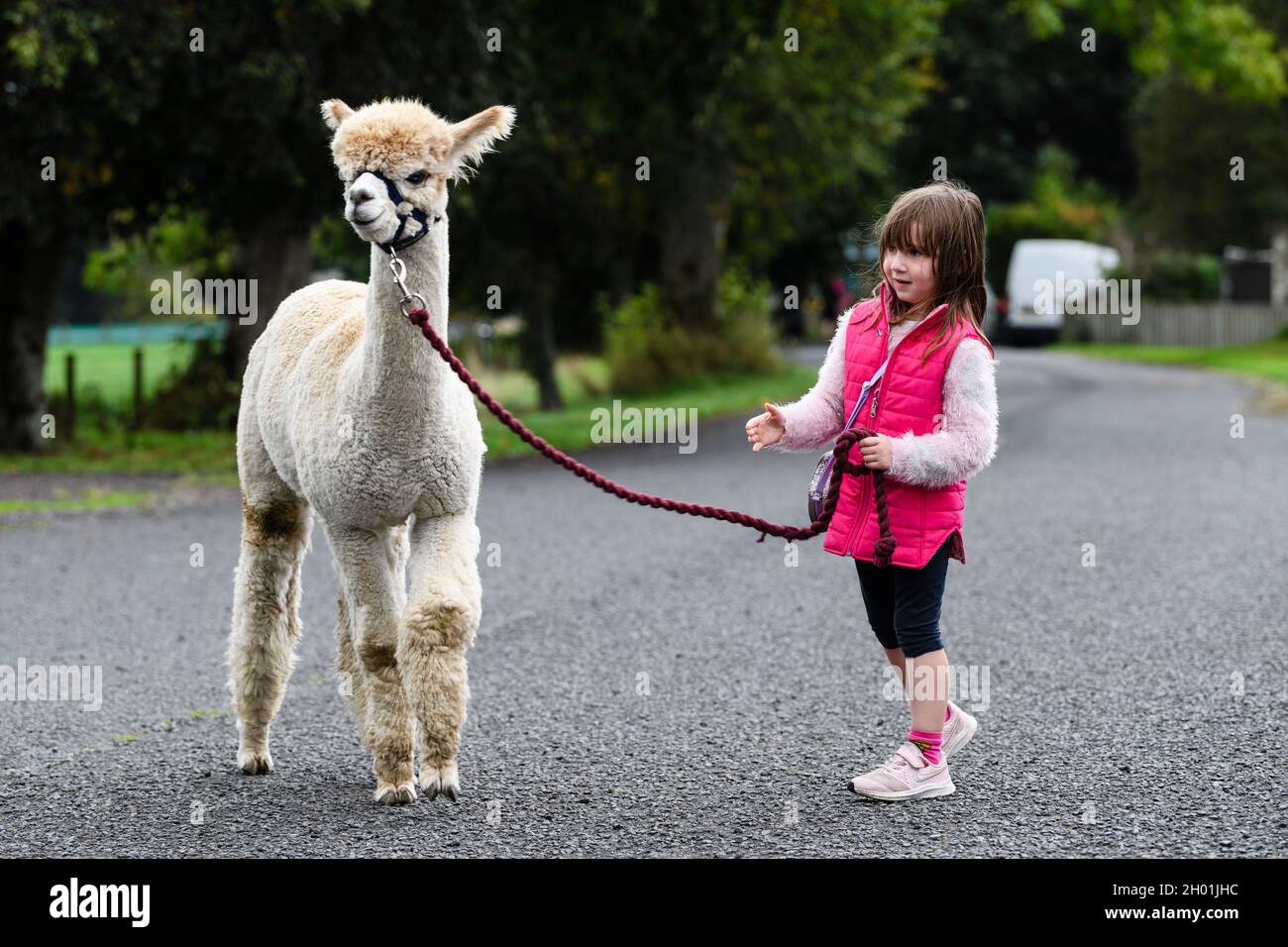 **Pics free to use** Pictured: Velvet Hall Alpacas Akoya with 5 yr old Teaghan Logan The UK’s first ever Golden Eagle Festival, organised by the South Stock Photo