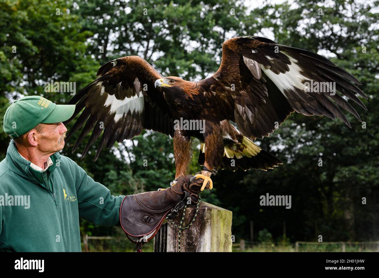 **Pics free to use** Pictured: Saphire the Golden Eagle  and  Ray Lowden from the Kielder Bird of Prey The UK’s first ever Golden Eagle Festival, orga Stock Photo