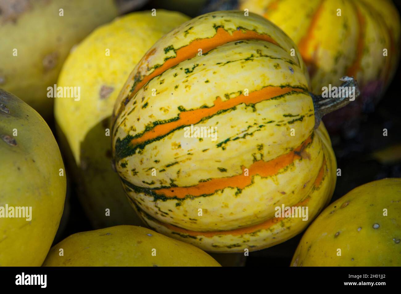 Near view of a striped pumpkin in yellow, orange and green colors Stock Photo