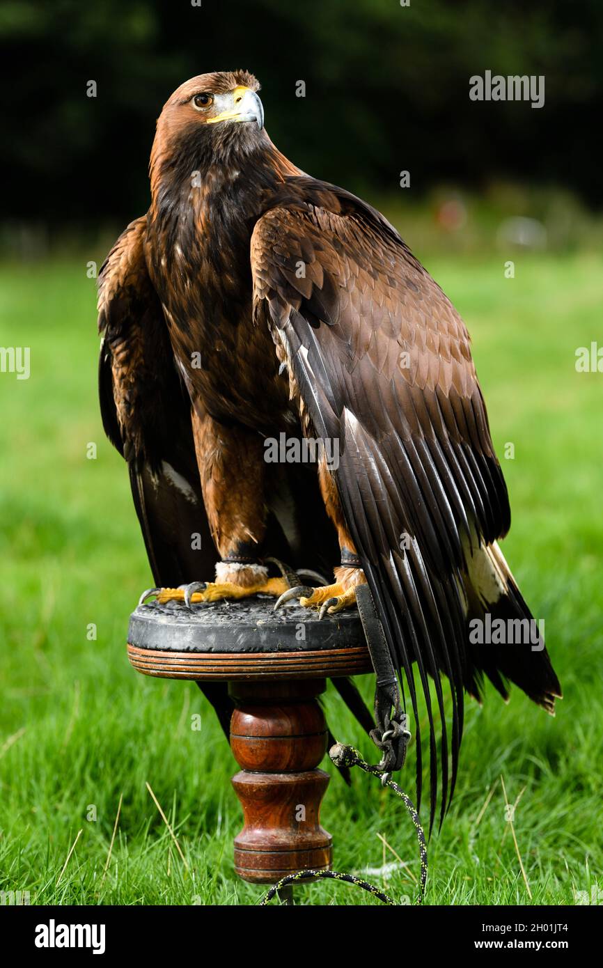 **Pics free to use** Pictured: Saphire the Golden Eagle  The UK’s first ever Golden Eagle Festival, organised by the South of Scotland Golden Eagle Fe Stock Photo