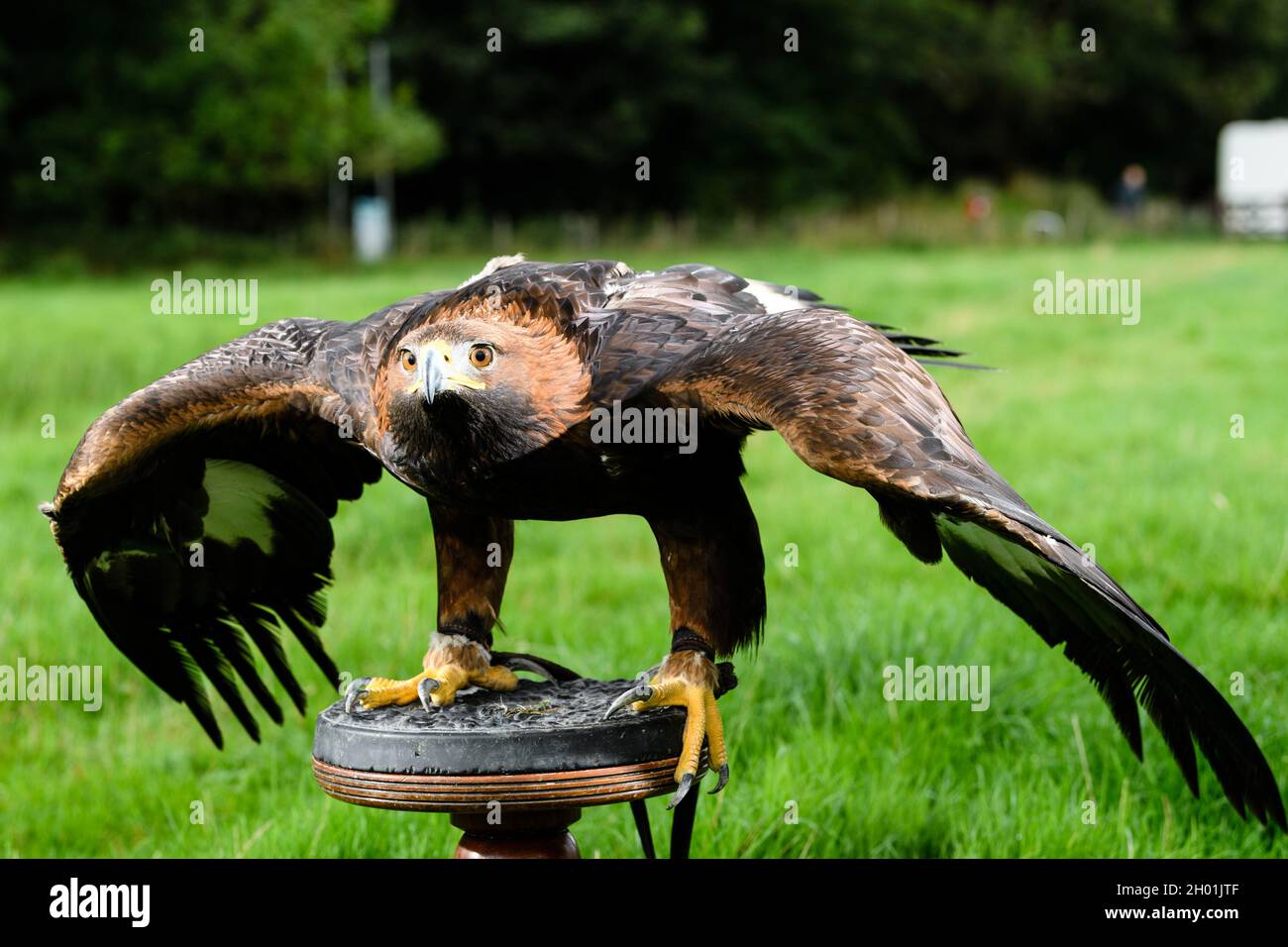 Pictured: Saphire the Golden Eagle  The UK’s first ever Golden Eagle Festival, organised by the South of Scotland Golden Eagle Fe Stock Photo