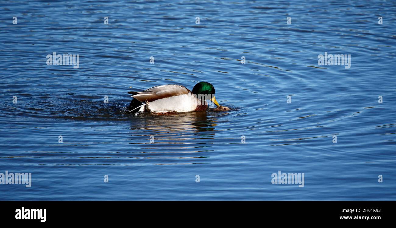 Pair of mallards mating on the lake Stock Photo Alamy
