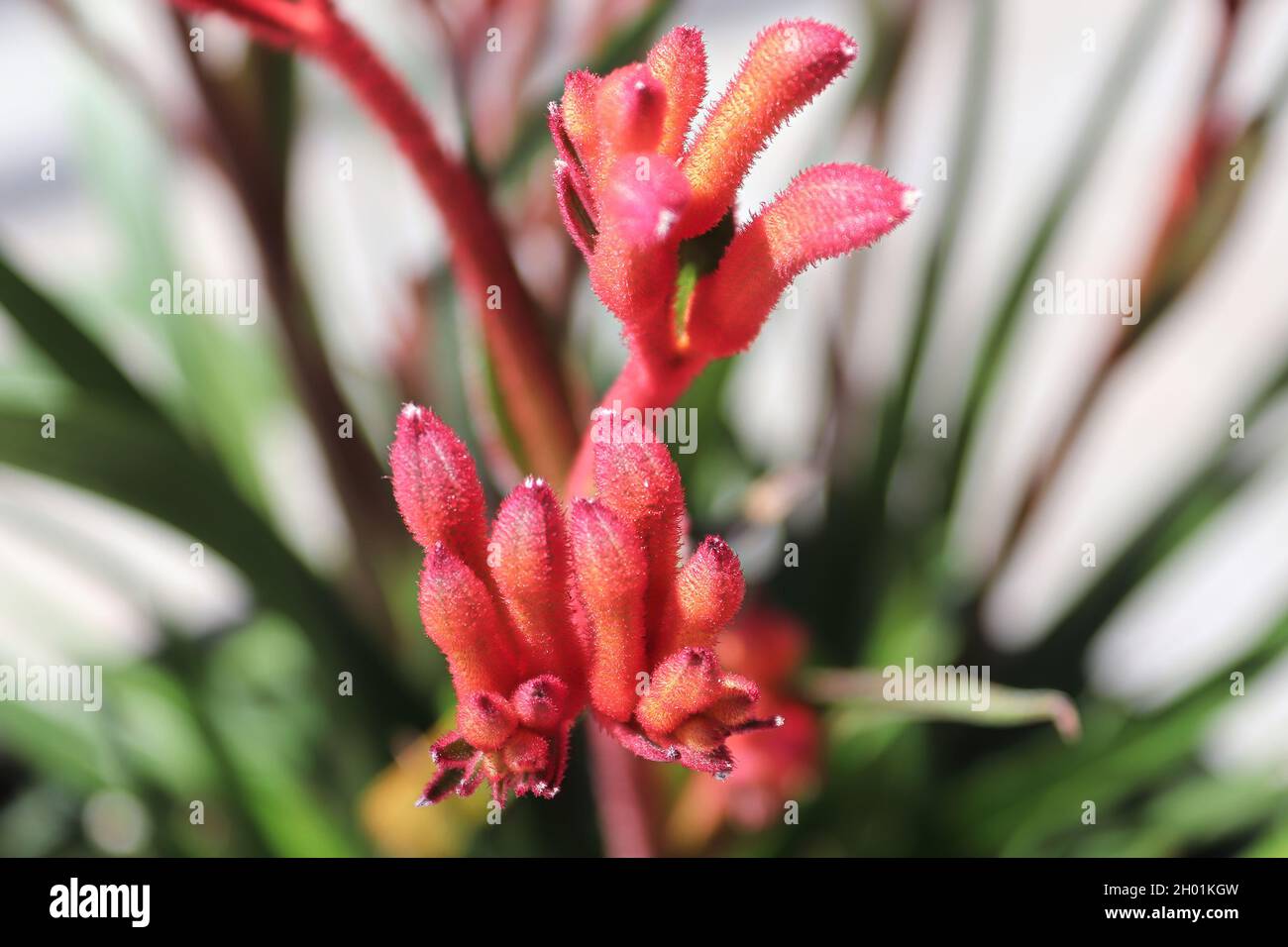 Red flower petals on a Kangaroo Paw plant Stock Photo