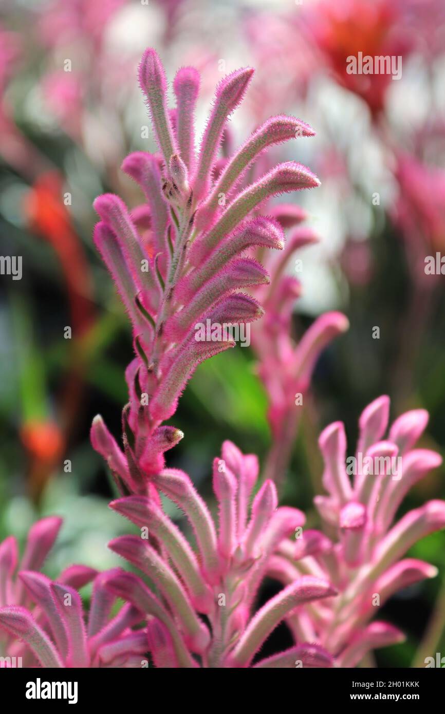 Vertical photos of a pink Kangaroo Paw plant Stock Photo