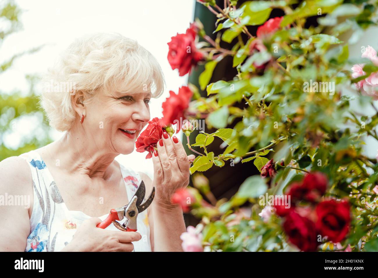 Senior woman gardening cutting her roses Stock Photo