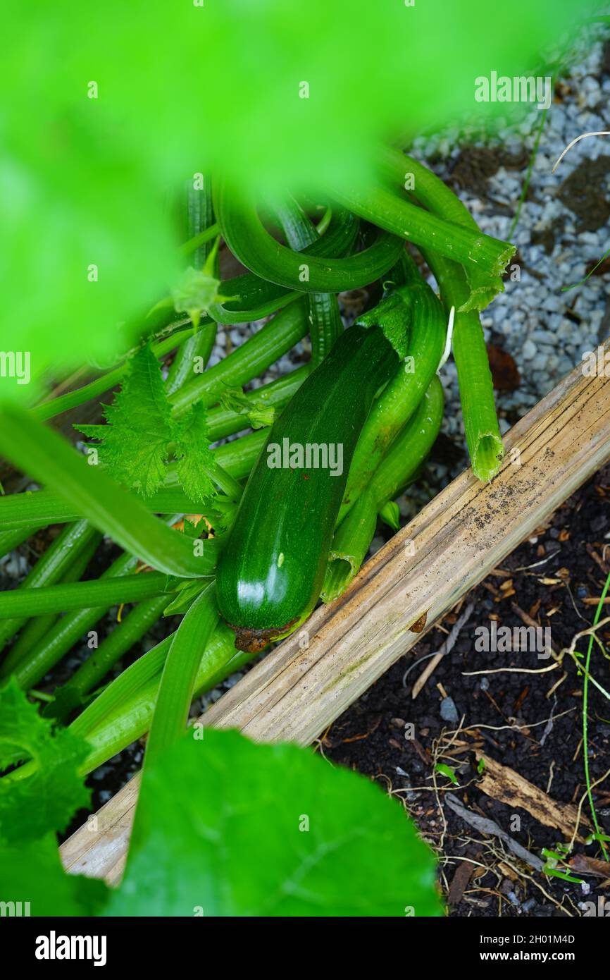 A green zucchini growing on a plant in a raised bed Stock Photo Alamy