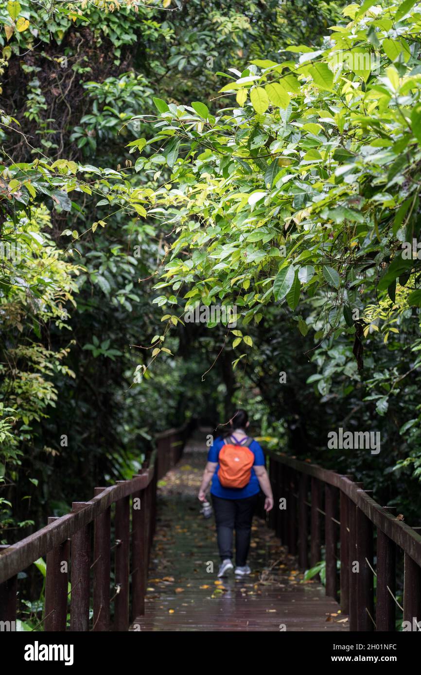 Woman with orange backpack hiking in the rainforest Stock Photo - Alamy