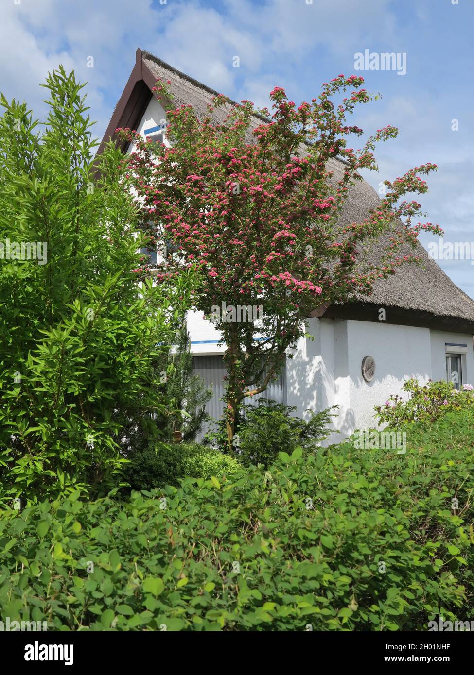 Small white house with thatched roof hidden behind trees and hedge Stock Photo
