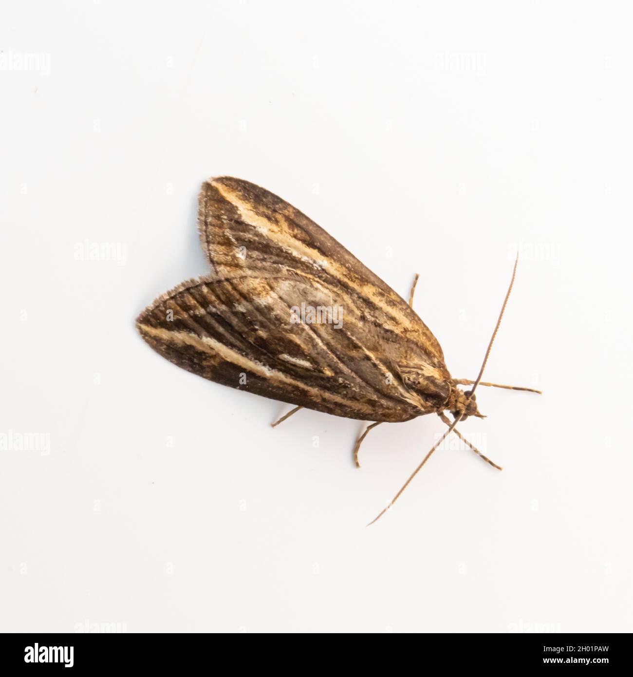 Chesias legatella, the Streak Moth, on a square cropped white background. Stock Photo