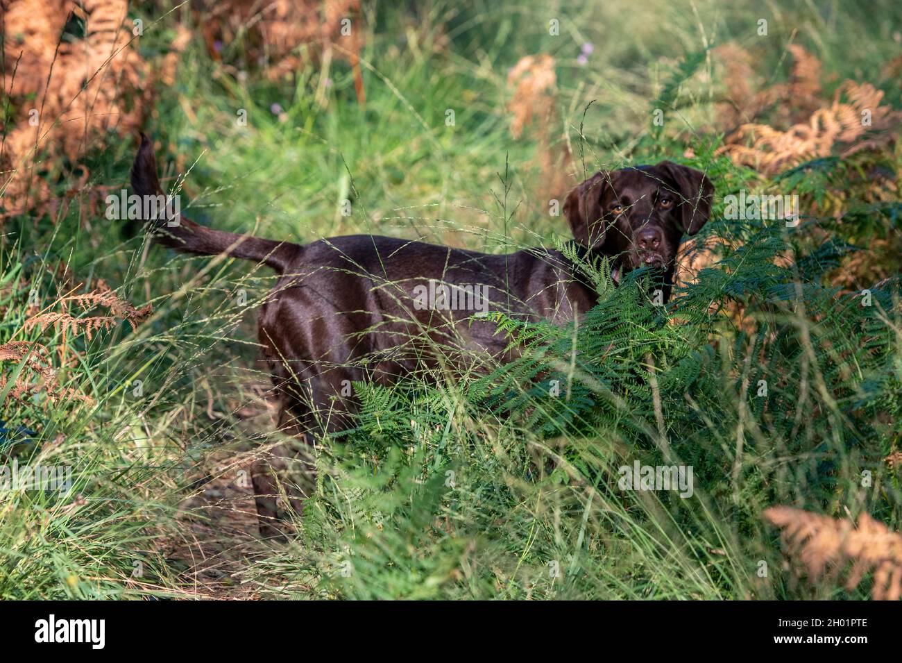 gundog among bracken or ferns in the countryside, labradinger