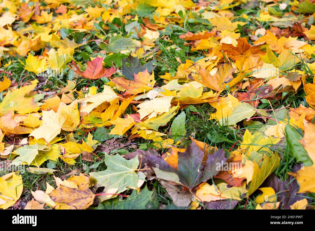 Yellow autumn leaves lie on the ground, background or texture Stock ...