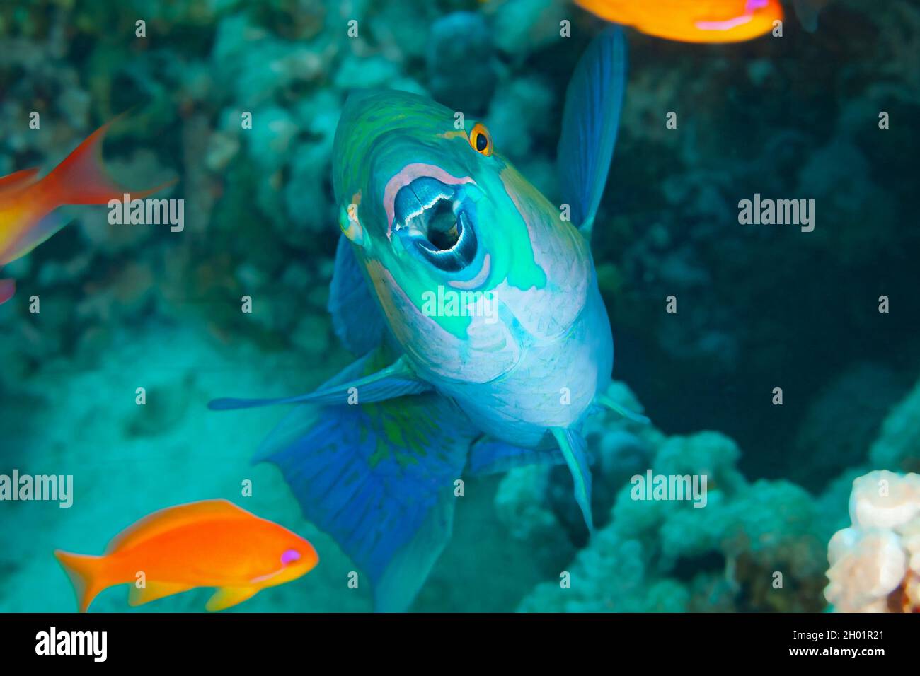 Fish of the Red sea. Daisy Parrotfish Stock Photo - Alamy