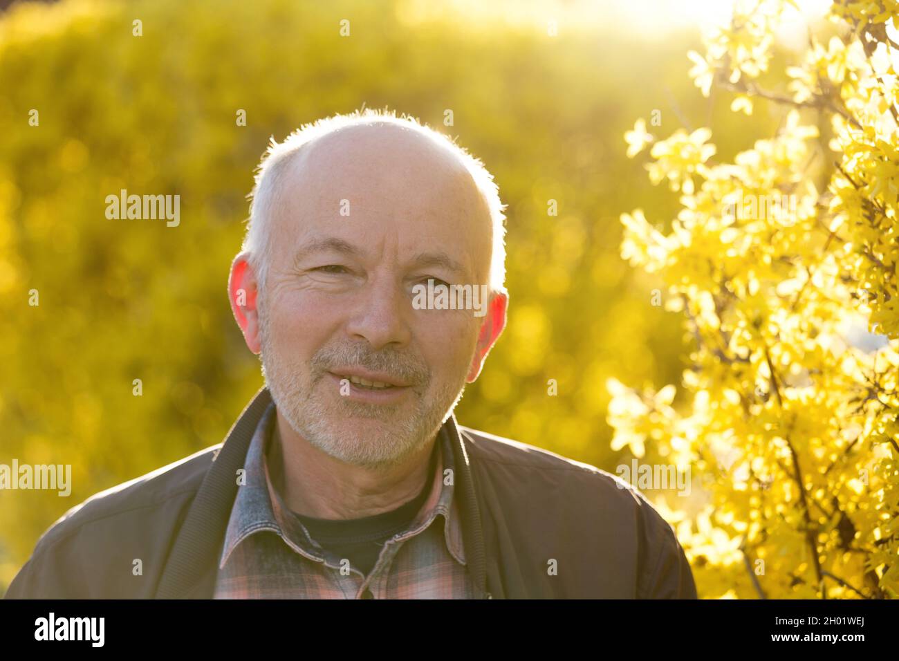 Golden backlight hi-res stock photography and images - Alamy