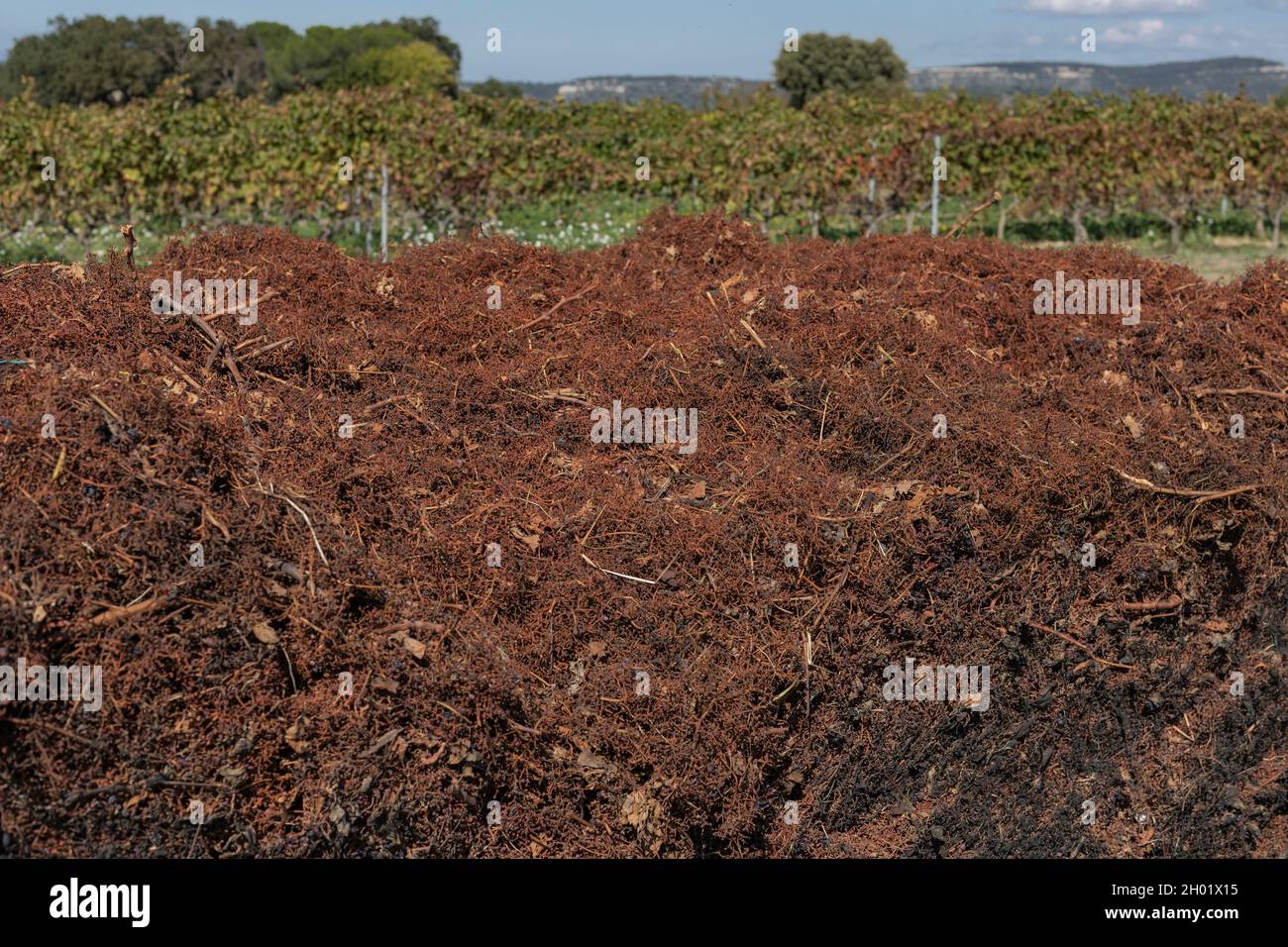 Stalks and leaves left over from the destemming dumped in a vineyard Stock Photo